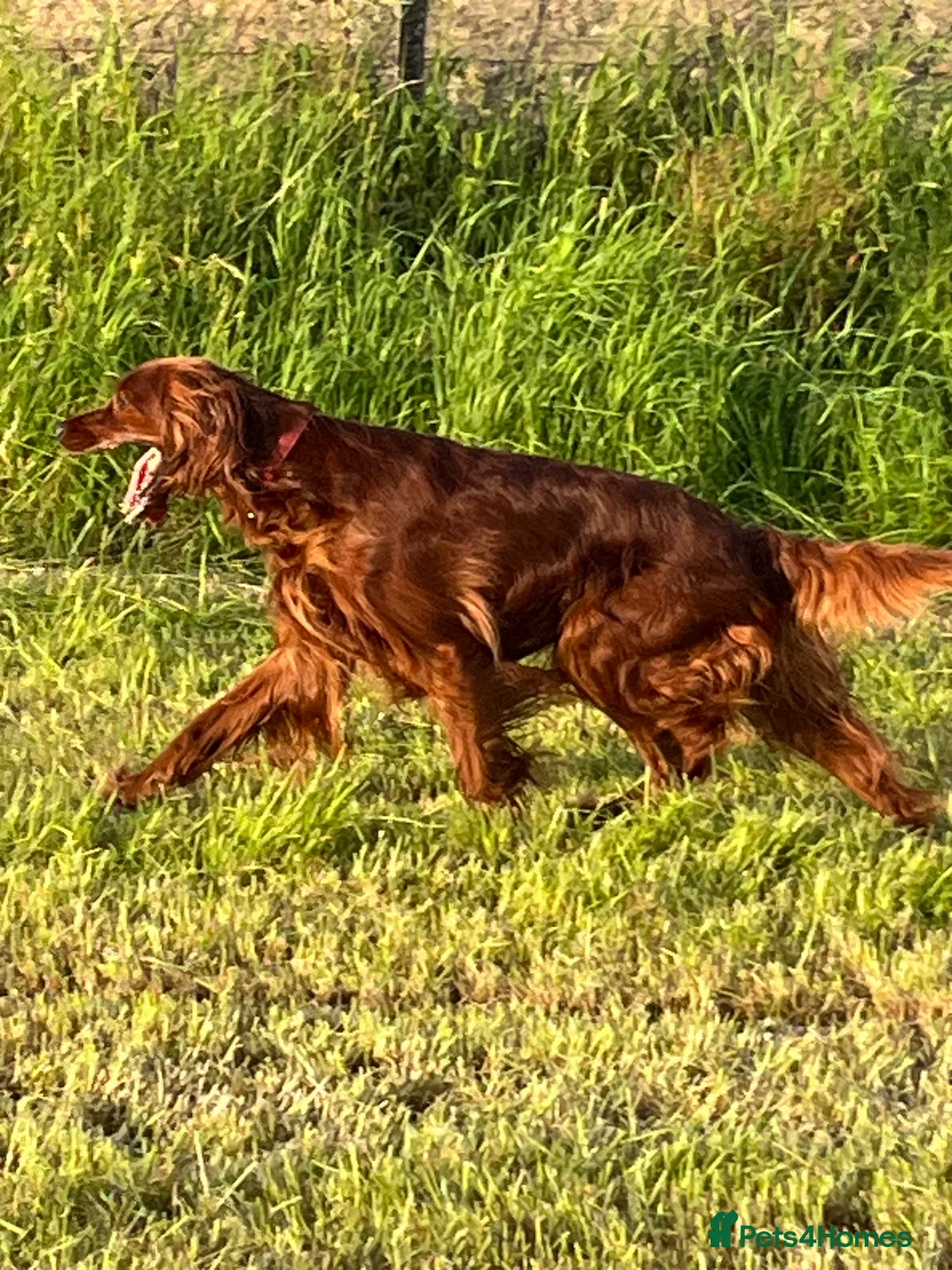 Irish Setter dogs for sale: Quality Irish setter puppies KC Registered - Advert 21