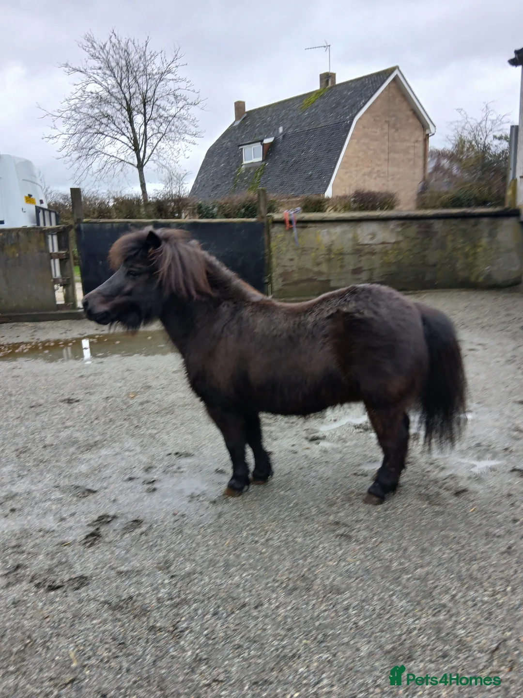 Shetland pony horses for sale: Registered Shetland gelding  - Advert 2