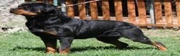 Rottweiler dogs for sale: 💃lovely gentle giant🕺 available to new homes🍌🍌 in Selby - Advert 8