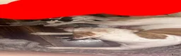 American Bulldog dogs for sale: American bulldog 8 weeks old male. in Sheffield - Advert 1