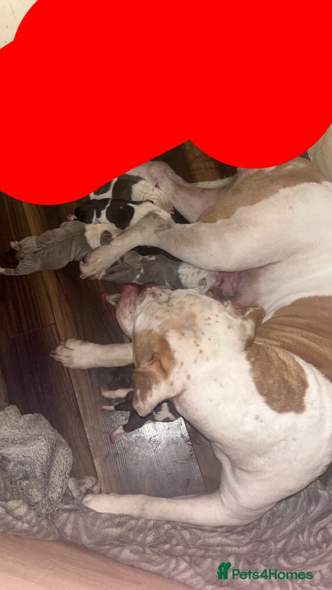 American Bulldog dogs for sale: American bulldog 8 weeks old male. in Sheffield - Advert 1