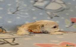 Cavapoo dogs for sale: Beautiful cavapoo pups from family home  - Advert 13