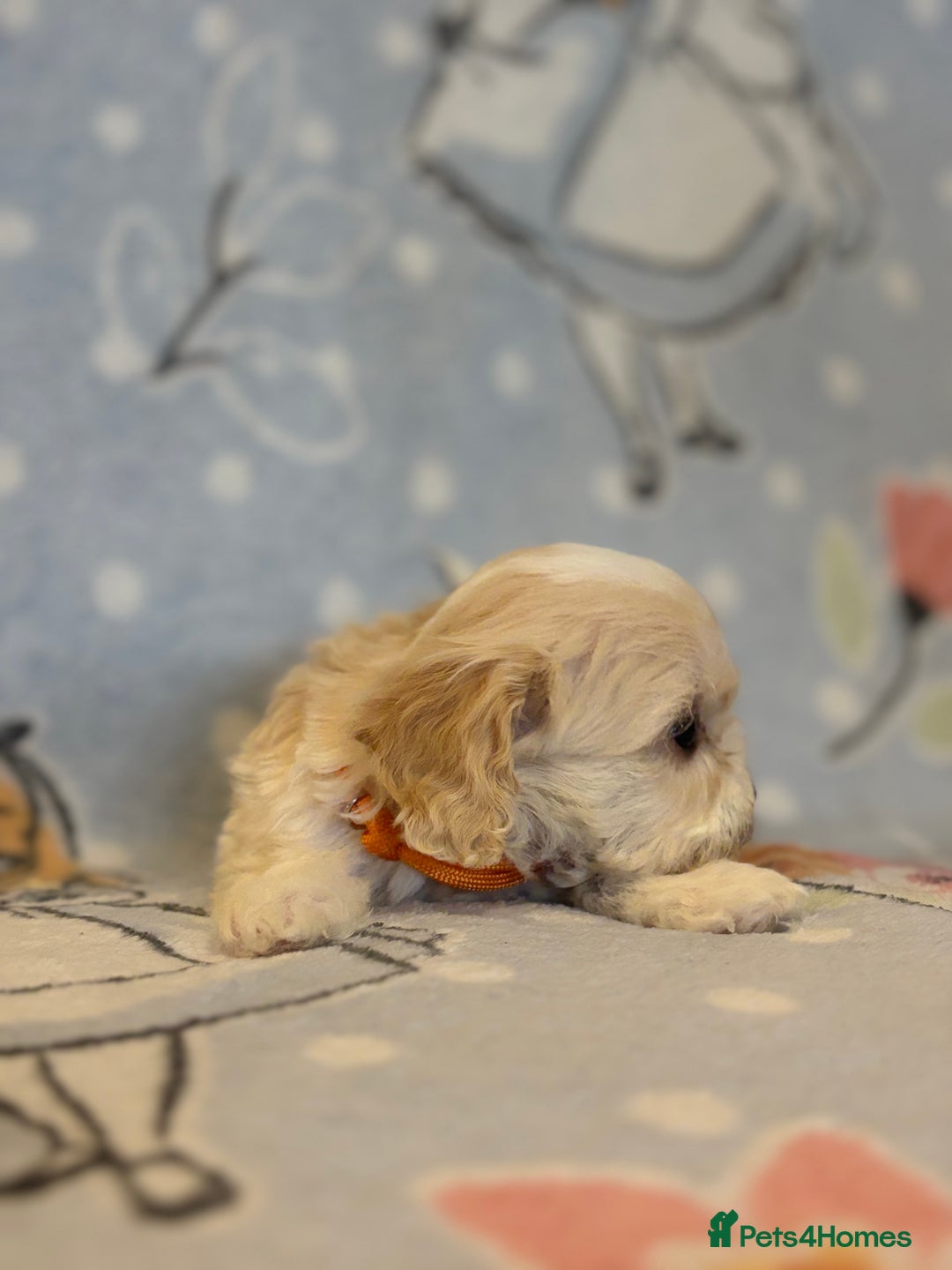 Cavapoo dogs for sale: Beautiful cavapoo pups from family home  - Advert 13