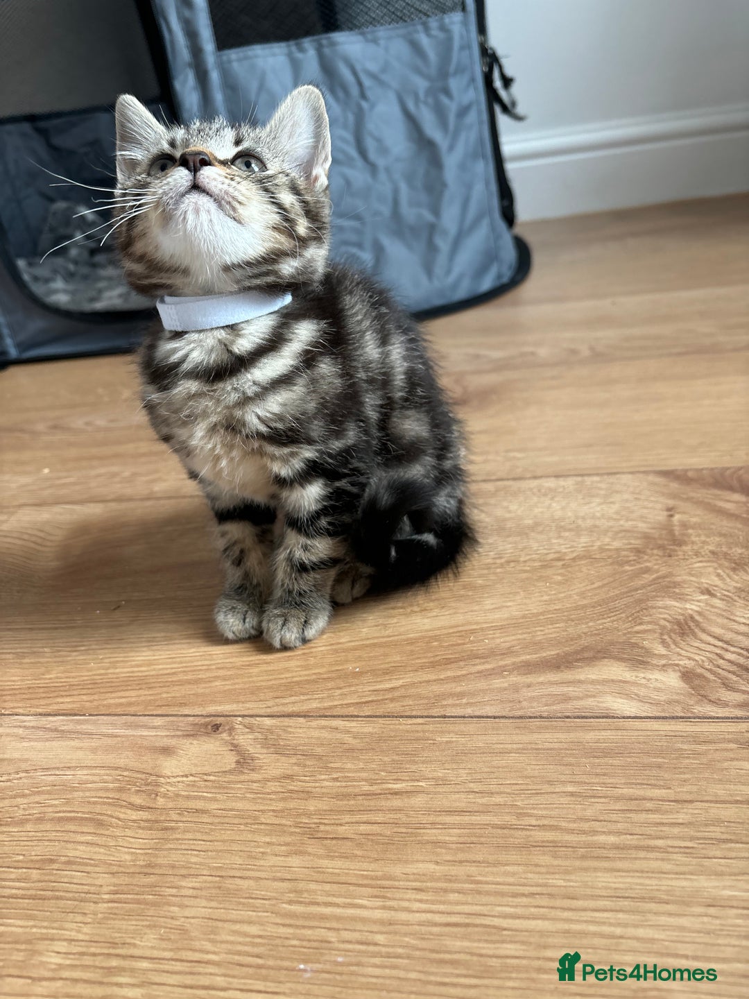 Maine Coon cats for sale: 🌟 5 Adorable Kittens Ready For 4ever Home🌟 - Advert 32