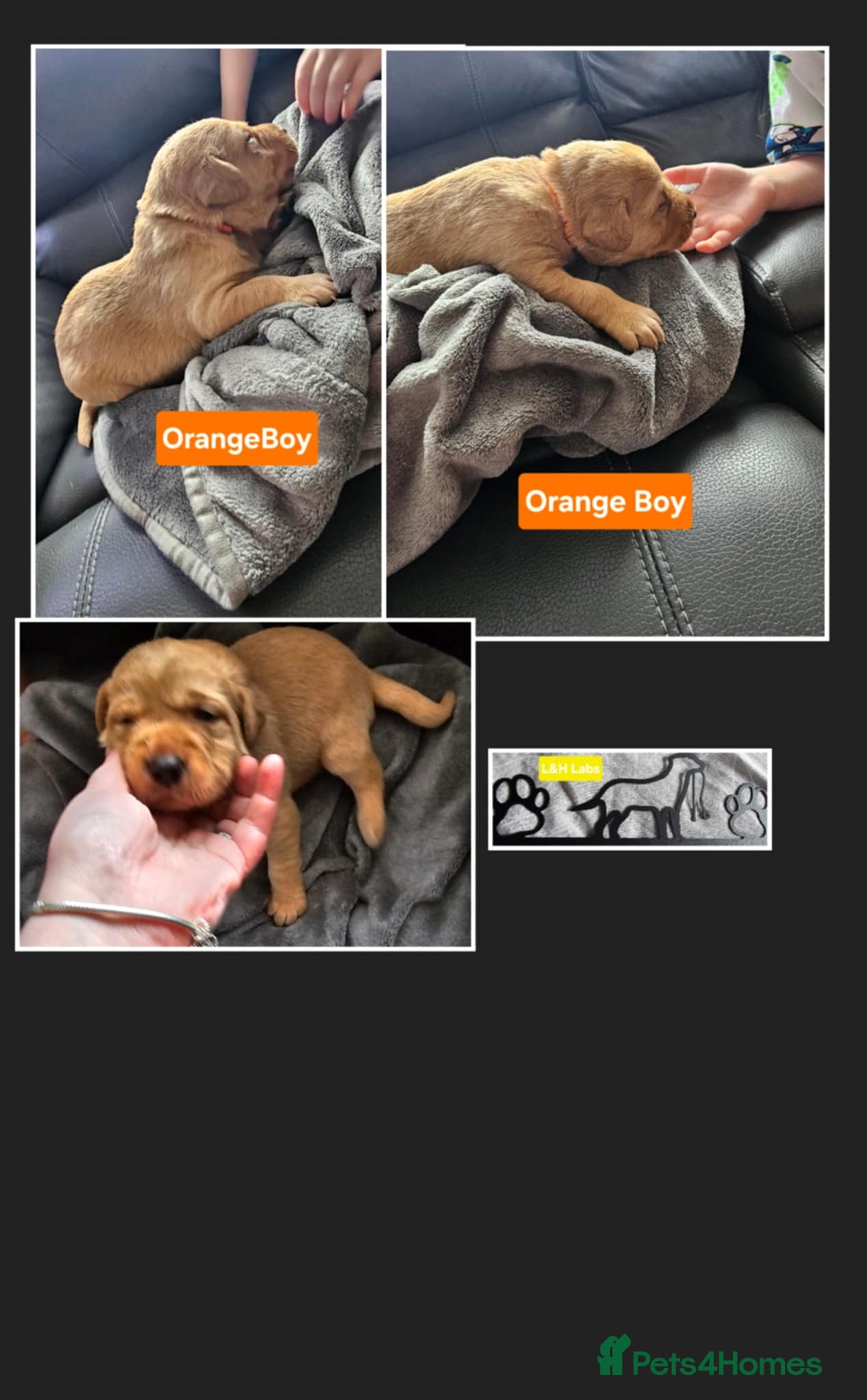 Labrador Retriever dogs for sale: Working lab pups - Image 10