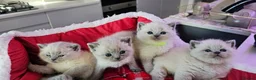 British Shorthair cats for sale: 6 gorgeous bsh  kittens . - Advert 5