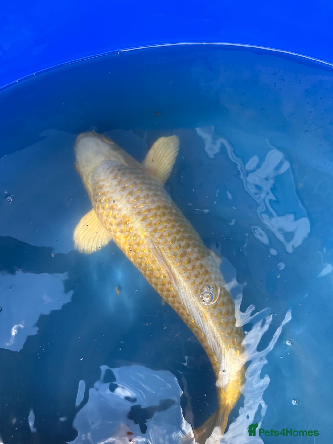 Koi Carp fish for sale: Koi fish  - Image 2