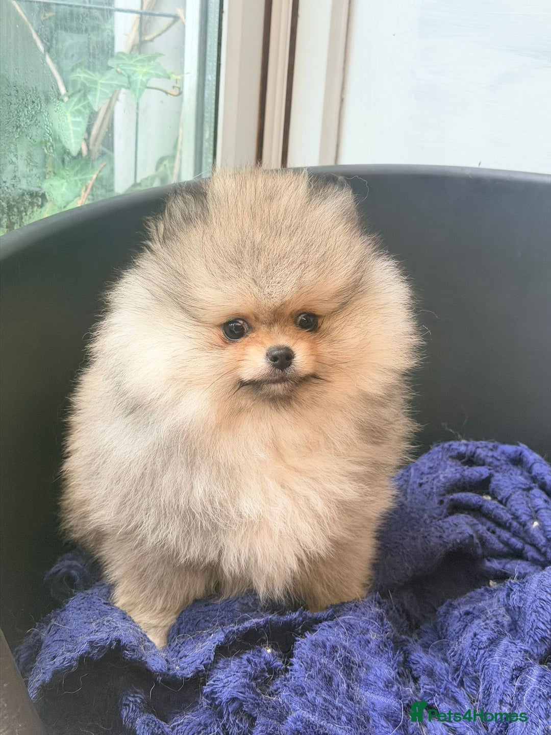 Pomeranian dogs for sale: Stunning Pom Boy Available - Advert 9