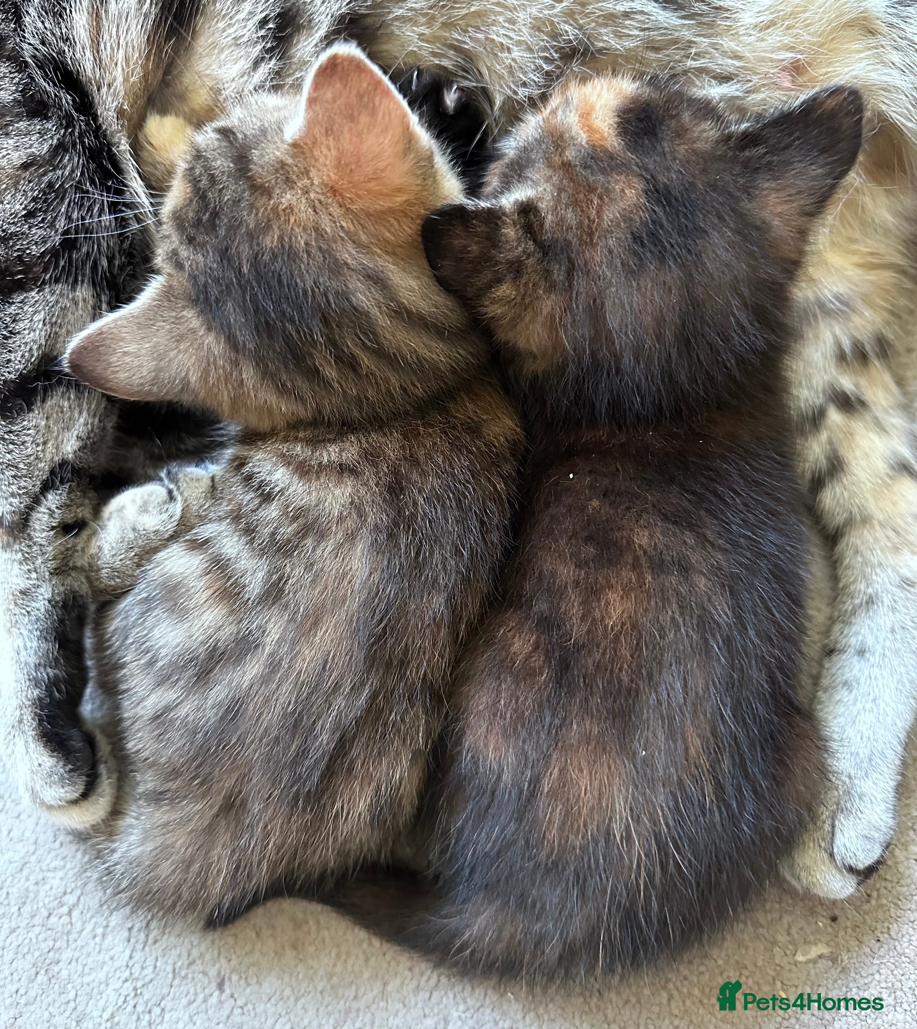 Mixed Breed cats Amiable mixed kittens  - Advert 2