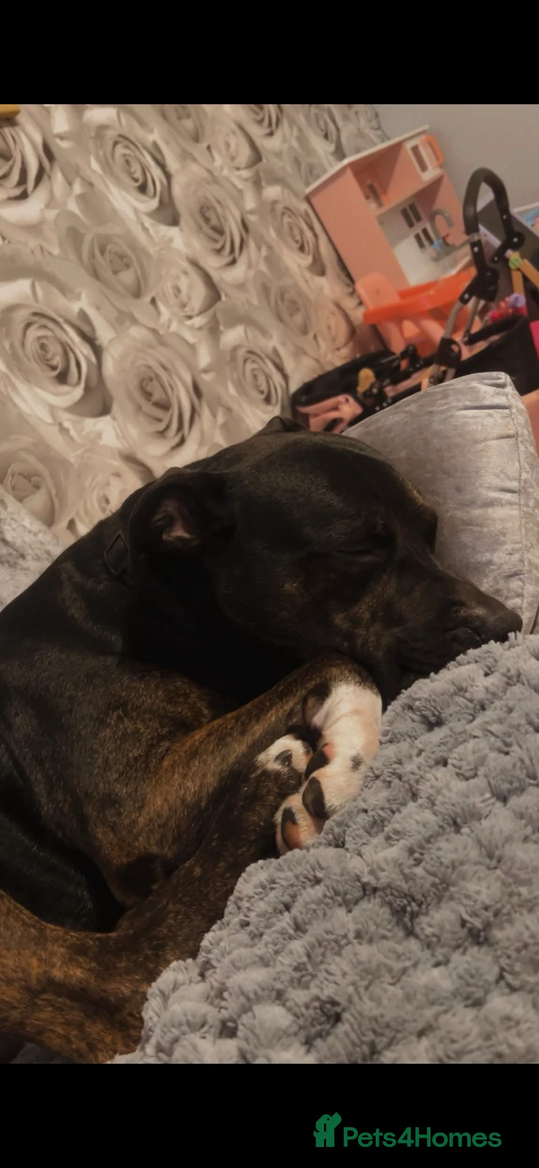 Mixed Breed dogs for sale: This is my boy rocky - Advert 1