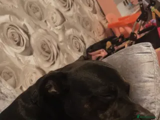 Mixed Breed dogs This is my boy rocky - Advert 2