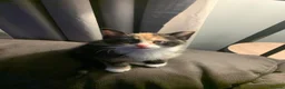 Mixed Breed cats for sale: 2 Female Kittens Available in Ipswich - Advert 10