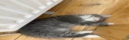 Ragdoll cats for sale: 4 Ragdoll Tabby Kittens in London - Advert 3