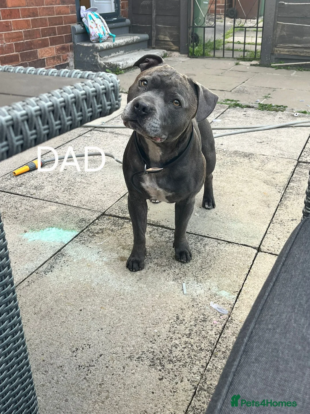Staffordshire Bull Terrier dogs for sale: Blue staffies - Advert 11