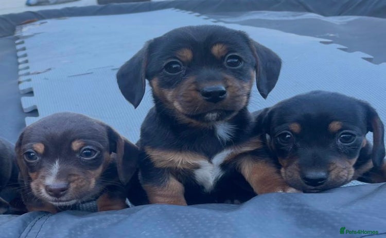 Dachshund dogs Miniature Dachshunds  - Advert 1