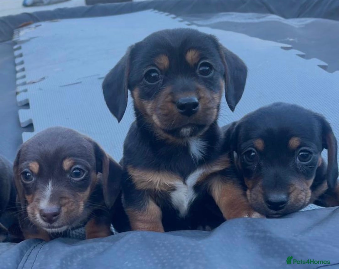 Dachshund dogs for sale: Miniature Dachshunds  - Advert 1