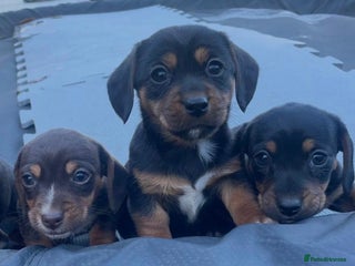 Dachshund dogs Miniature Dachshunds - Advert 1