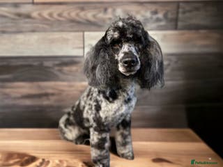 Miniature Poodle dogs Blue Merle, Chocolate carrier, Miniature stud in Newcastle - Advert 2