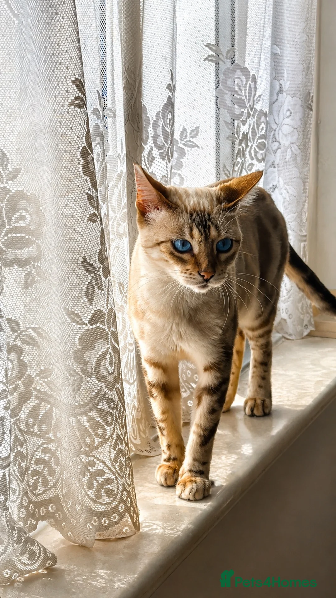 Bengal cats for sale: Snow Marble Bengal - Advert 4