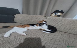 Mixed Breed cats for sale: Kittens - Image 4