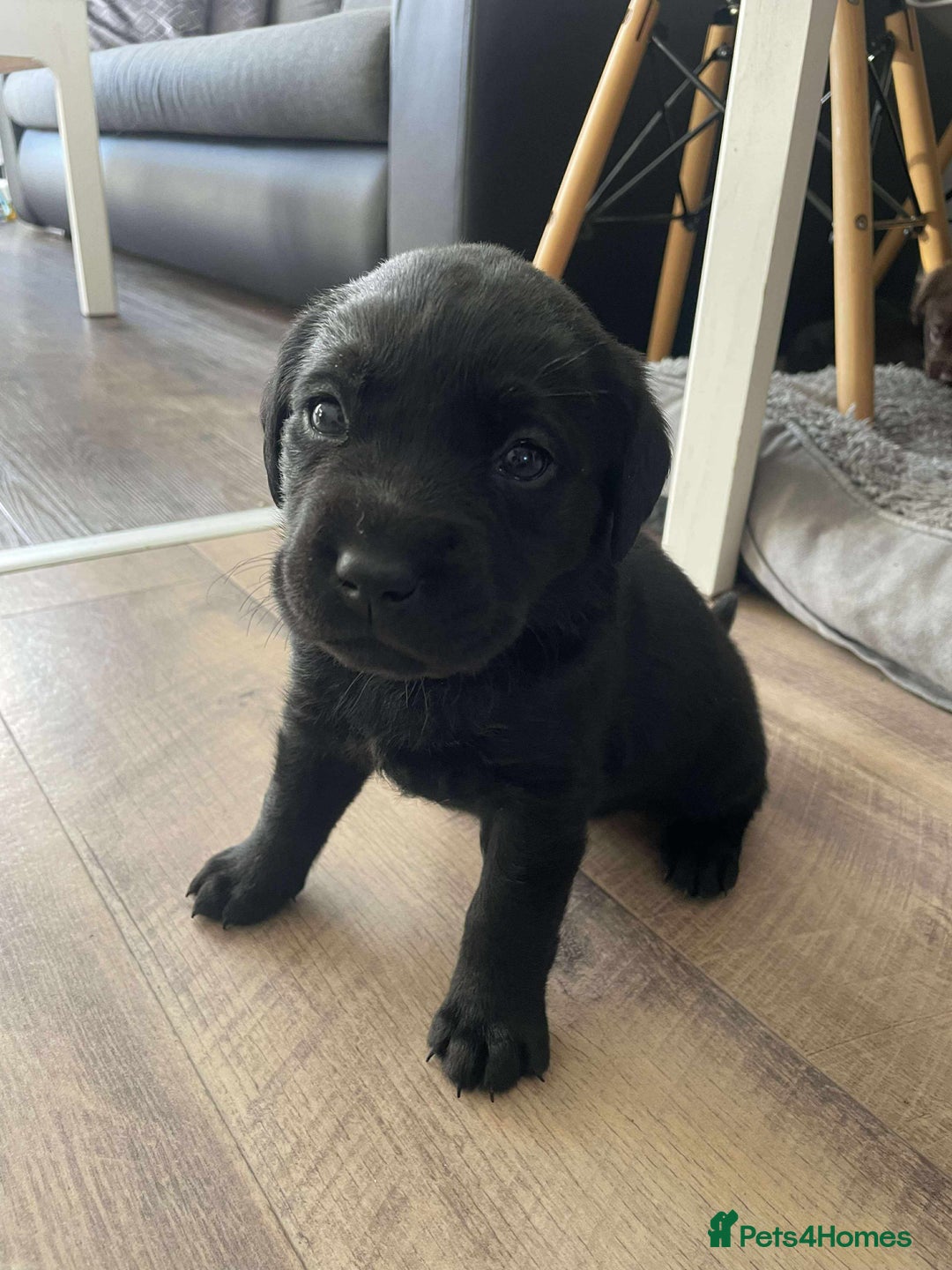 Labrador Retriever dogs for sale: Healthy Labrador Puppies Looking for Forever Homes - Advert 17