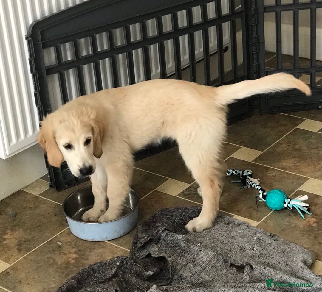 Golden Retriever dogs for sale: Fully vaccinated championline puppies- ready now in London - Image 6