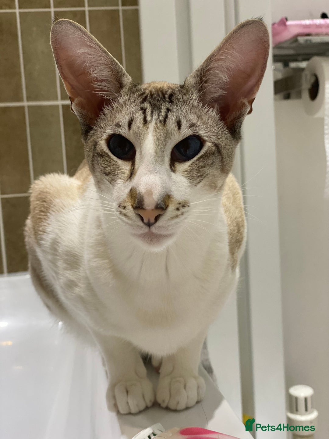 Peterbald cats for sale: Theo and Lewis (ginger )  - Image 19