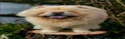Mixed Breed dogs for sale: 2x 6Month old Chowskis  in Spalding - Advert 3