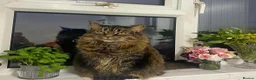 Domestic Shorthair cats for sale: Home for Lilly in Twickenham - Advert 4