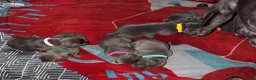Staffordshire Bull Terrier dogs for sale: blue staffy pups - Advert 16
