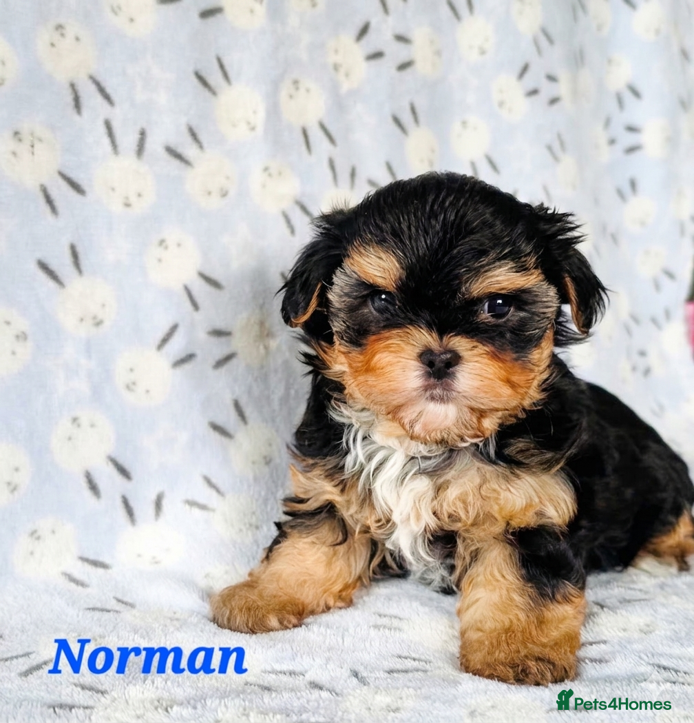 Yorkshire Terrier dogs 1 pup left  - Advert 1