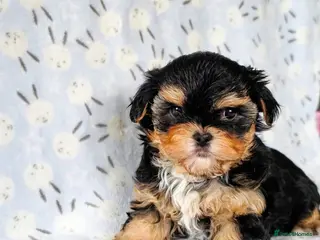 Yorkshire Terrier dogs 1 pup left - Advert 1