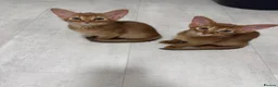 Abyssinian cats for sale: 2 Beautiful Abyssinian girls 😍 - Advert 4