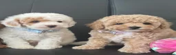 Maltipoo dogs for sale: 🐶 3 Gorgeous Toy Maltipoo Puppies For Sale 🐶 - Advert 7