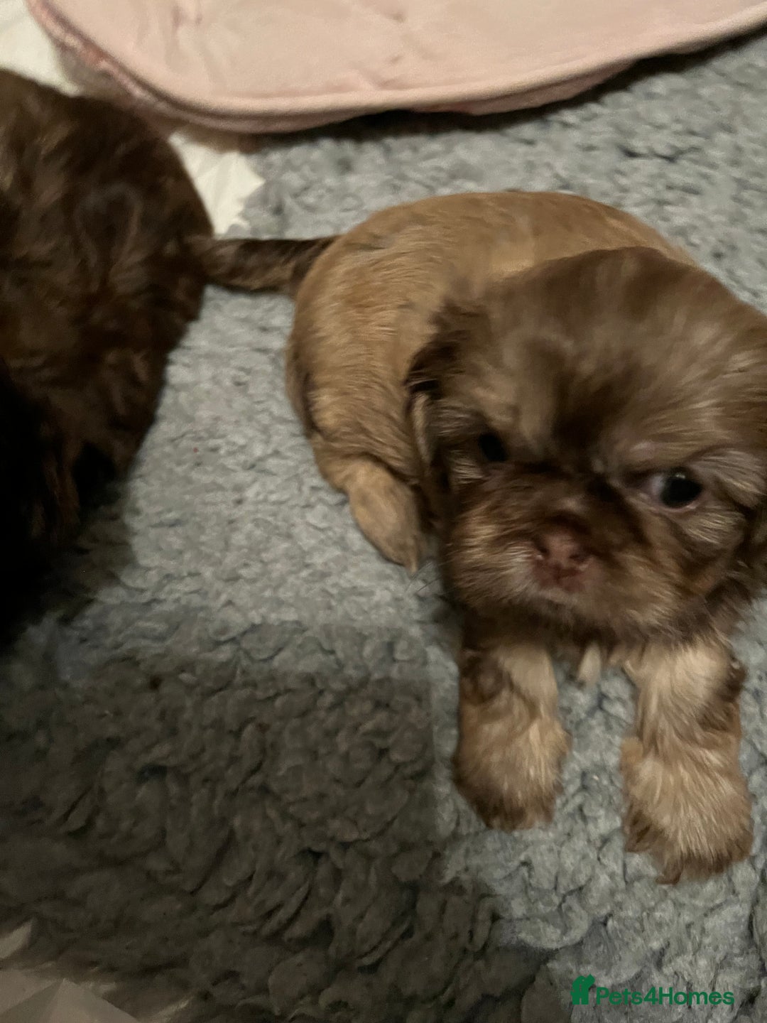 Shih Tzu dogs for sale: Adorable Shih Tzu puppies  - Image 25