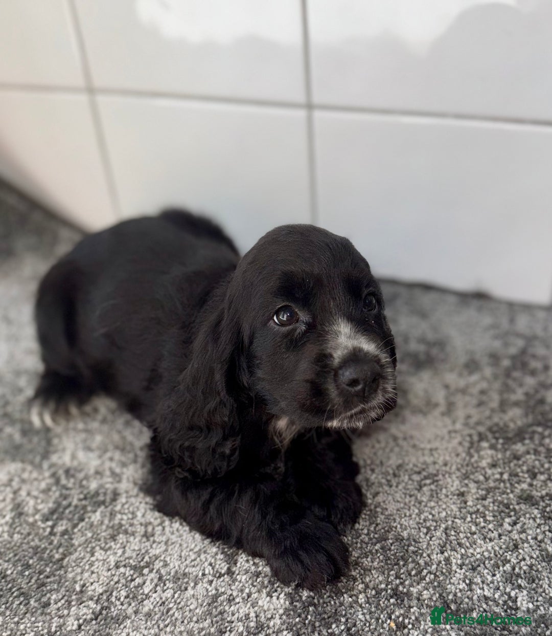 Cocker Spaniel dogs for sale: 6 stunning show type cocker spaniels  - Image 11