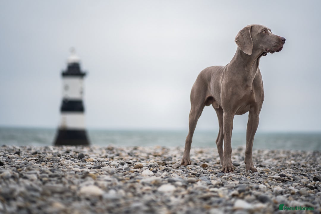 Weimaraner dogs for stud: Proven Stunning kc registered weimaraner for stud  in West Bromwich - Image 5