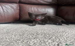 Mixed Breed cats for sale: Beautiful kittens looking for their forever home  - Image 2