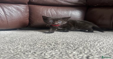 Mixed Breed cats - Advert 3