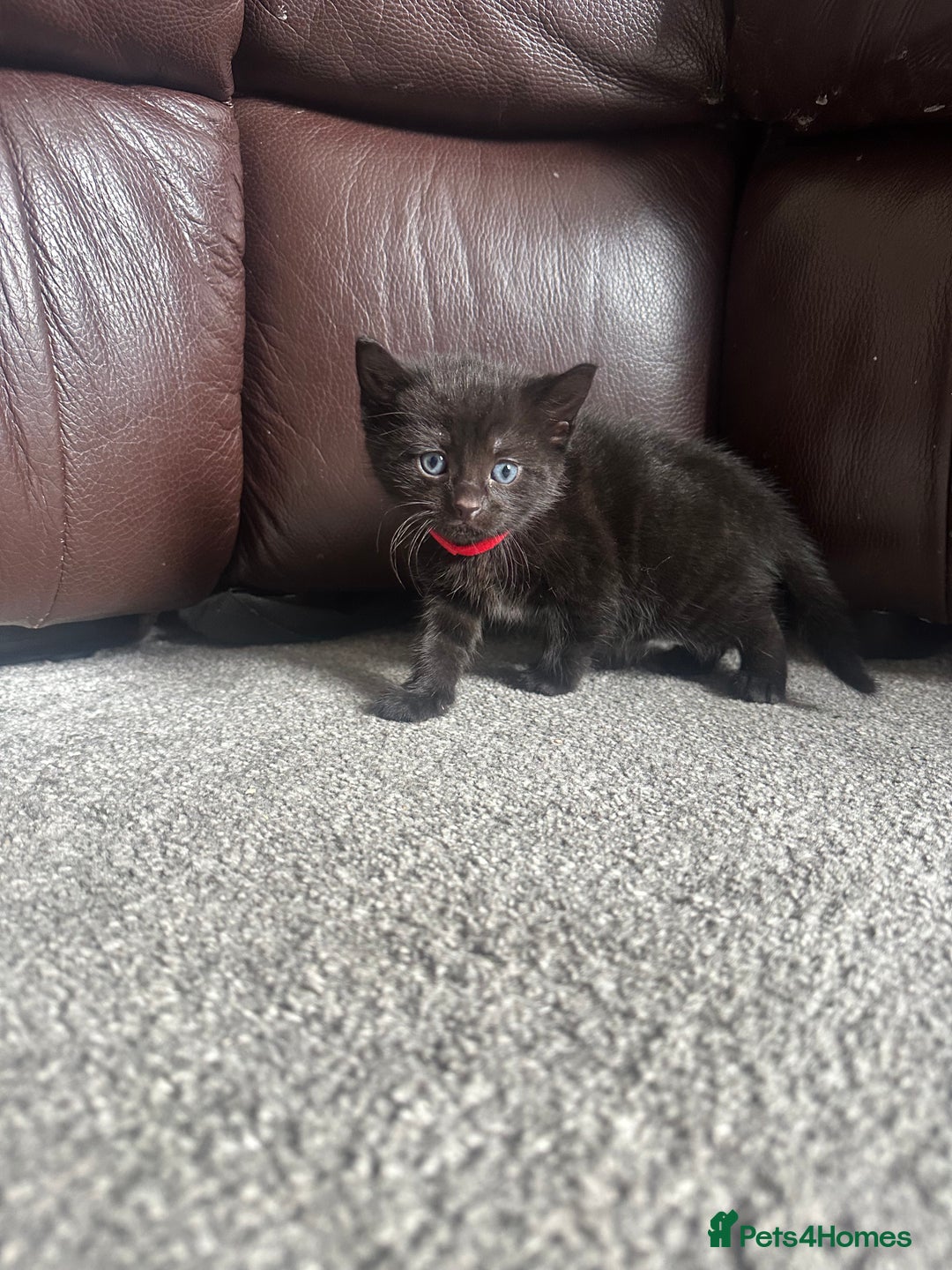 Mixed Breed cats for sale: Beautiful kittens looking for their forever home  - Image 2