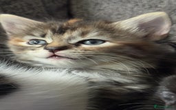 Mixed Breed cats for sale: Beautiful kittens!!!!! READY from 7/08/25 - Image 25
