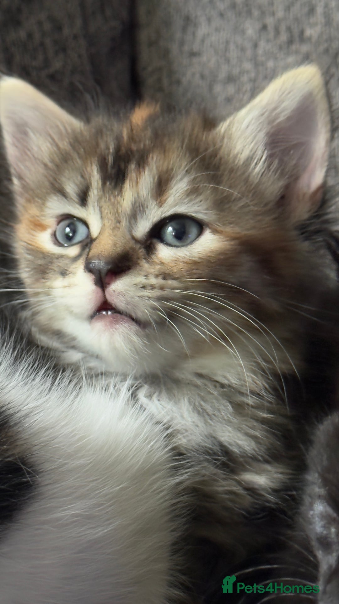 Mixed Breed cats for sale: Beautiful kittens!!!!! READY from 7/08/25 - Image 25