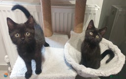 Mixed Breed cats for sale: 2 female kittens to go together - Image 7