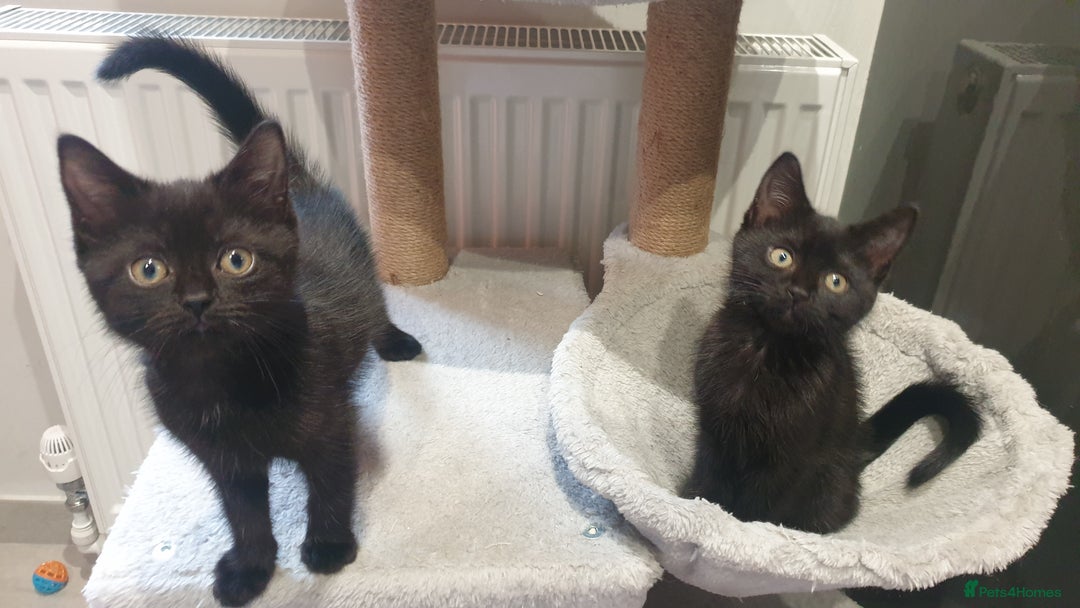 Mixed Breed cats for sale: 2 female kittens to go together - Image 7