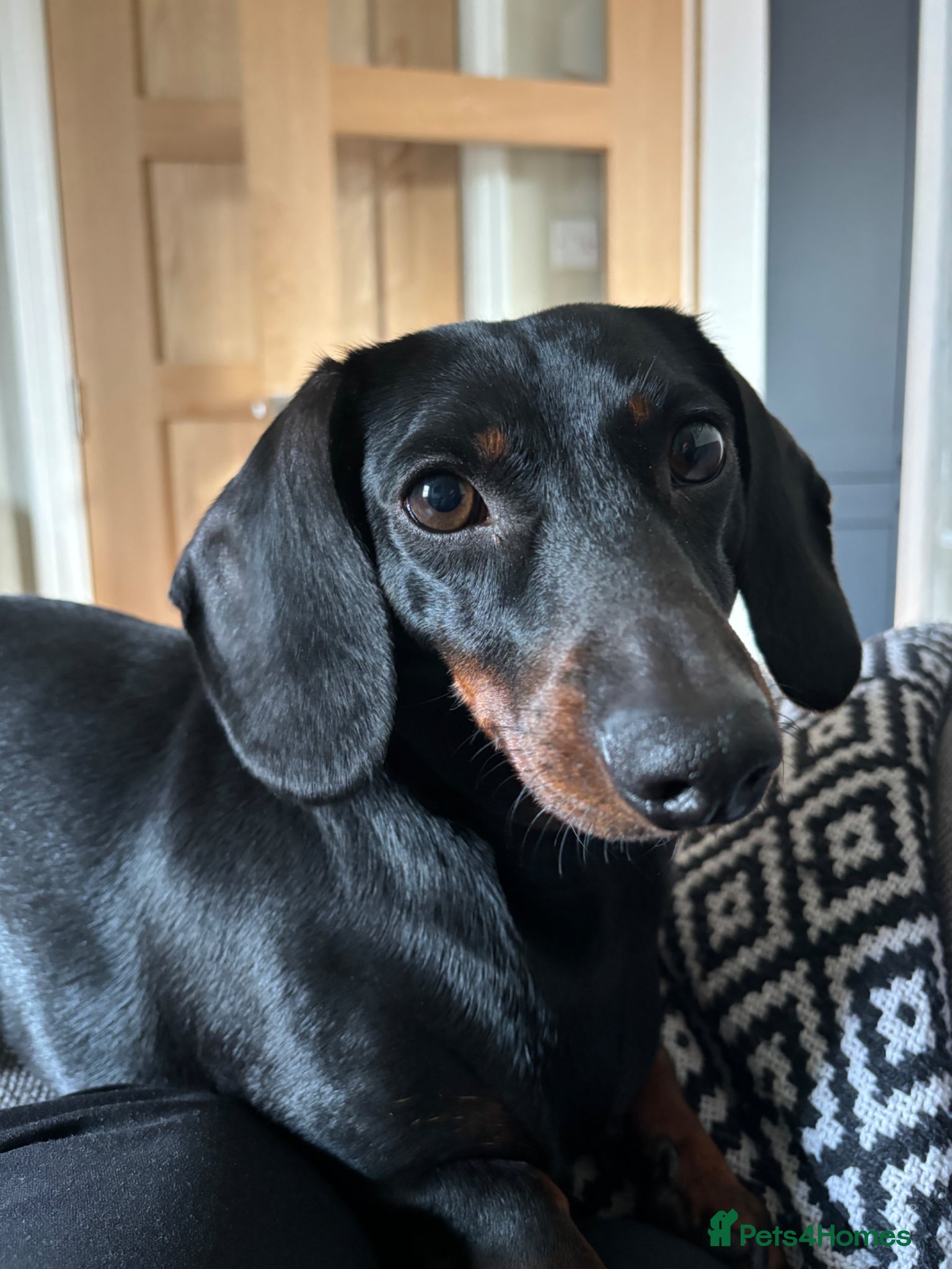 Dachshund dogs Rupert - Advert 1