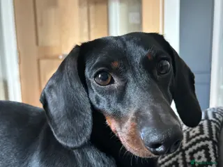 Dachshund dogs Rupert - Advert 15