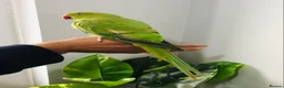 Ringnecks birds for sale: Beautiful hand tamed ringneck parrots for sale. - Advert 8