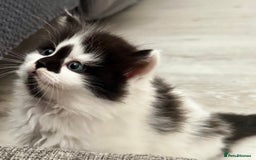 Persian cats for sale: Persian x kittens - Image 22