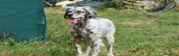 English Setter dogs for adoption: Bimba in Blaydon-on-Tyne - Advert 8