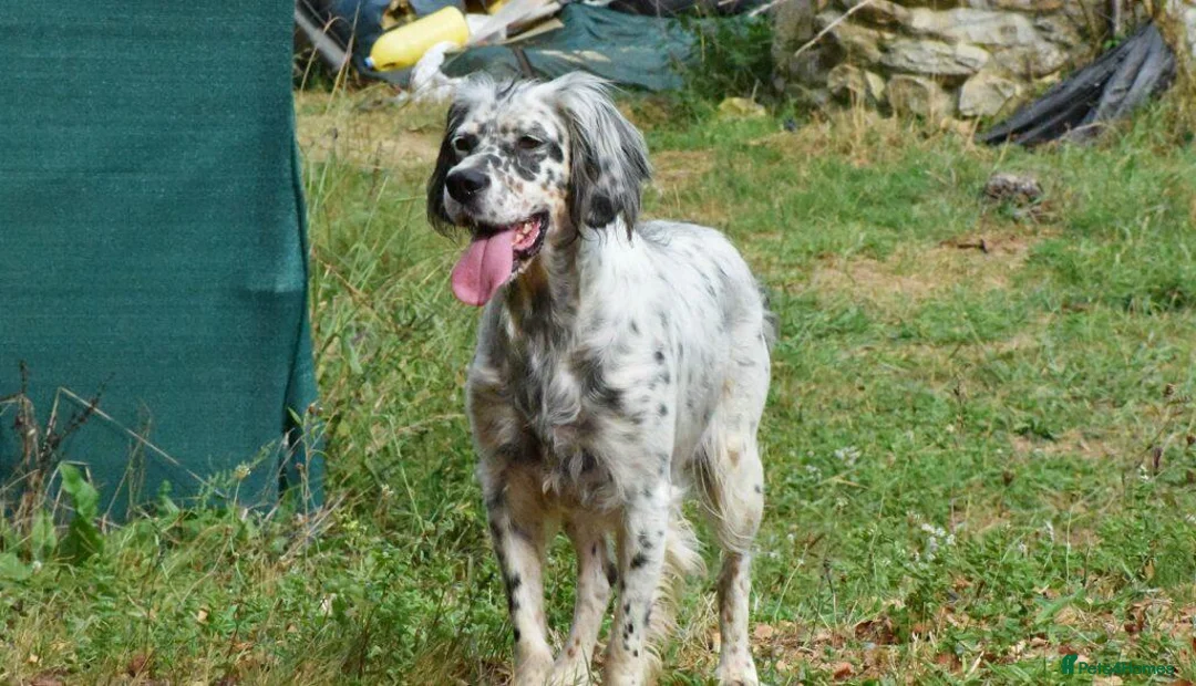 English Setter dogs for adoption: Bimba in Blaydon-on-Tyne - Advert 8